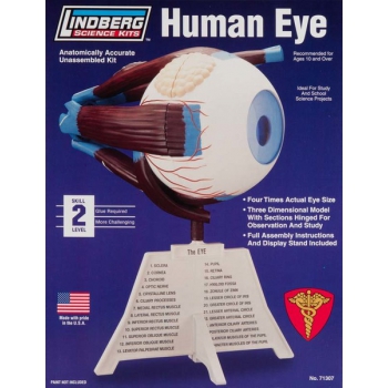Plastikmodell Lindberg - Menschliches Auge